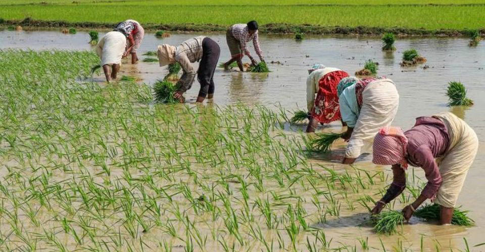 Indian Rice Prices To Rise As Supply Is Impacted By El Nino