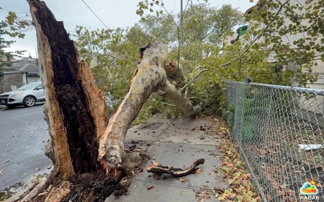 A fallen tree on a Brooklyn street due to Northeast nor’easter high winds